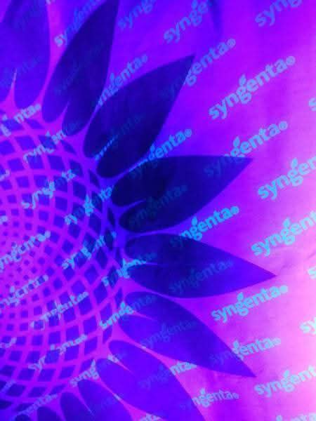 Насіння соняшнику «СИ Честер». Ранній. високоолійний гібрид