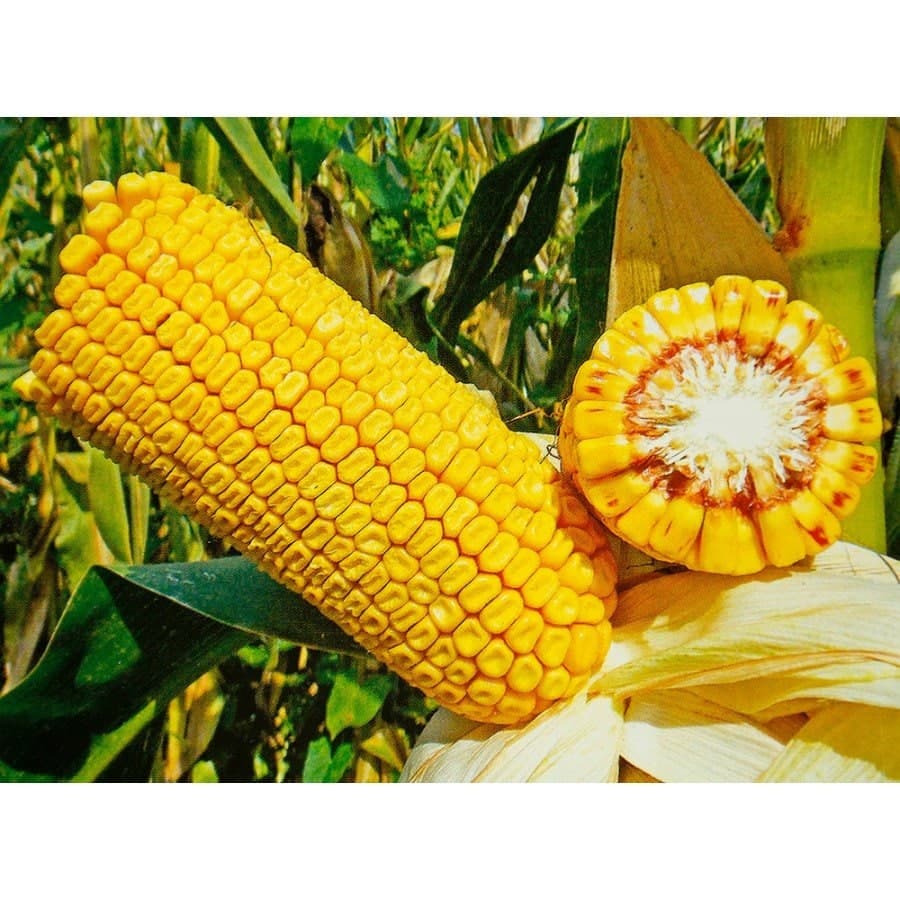 Насіння кукурудзи ДБ ХОТИН. ФАО 250. + відео