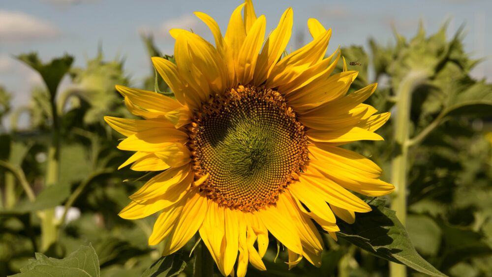 Насіння соняшнику «Гольфстрим» Максимальна стійкість до посухи та Вовчку.