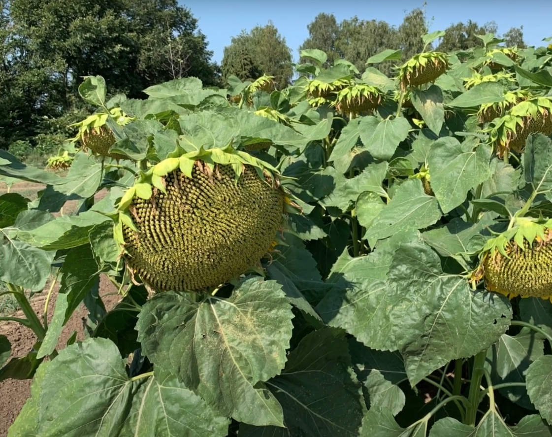 Насіння соняшнику «Суліко». Стійкий до 7+ рас Вовчка. Стійкий до  50 гр гранстару + відео.