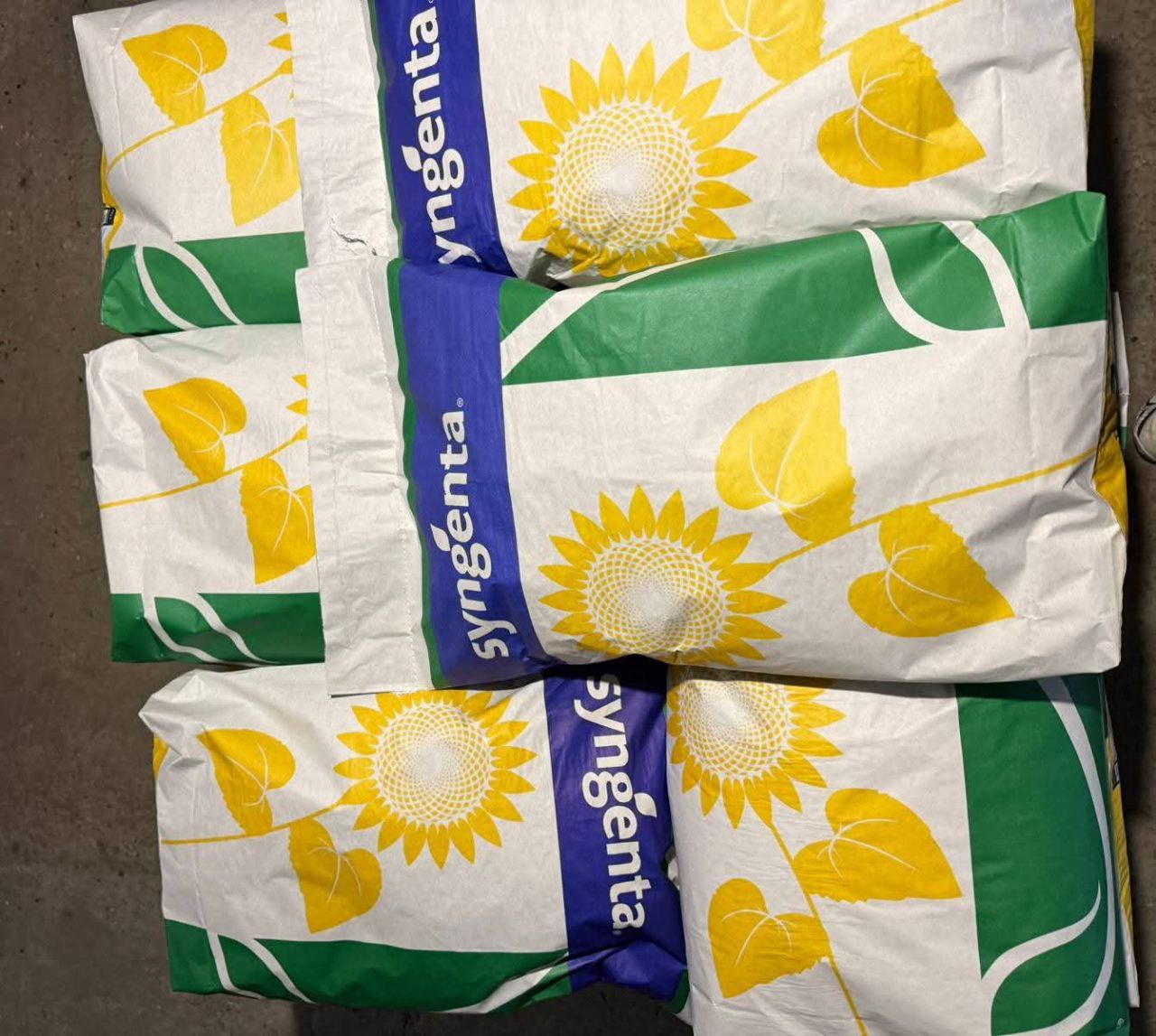 Насіння соняшнику «Алькантара» Максимальна посухостійкість