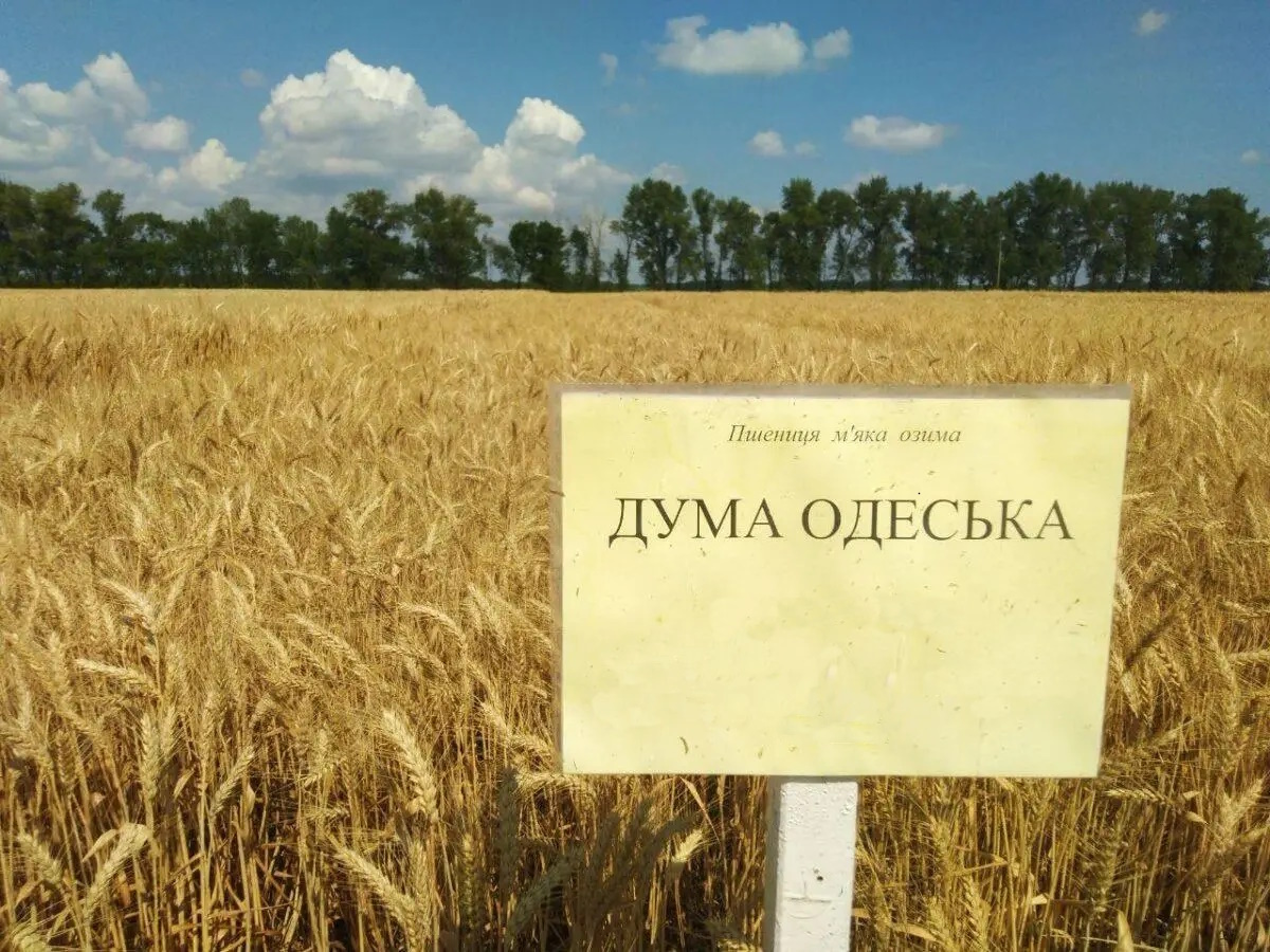 Насіння озимої пшениці Дума Одеська. 1р. Кіровоградська обл.
