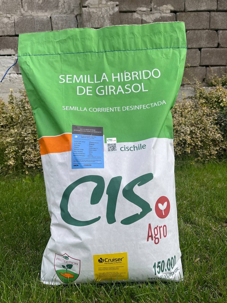 Насіння соняшнику «Аrako». Посухостійкий. Генетіка Чілійської компанії «CIS». 50 гр Гранстар. 7+ Вовчок.