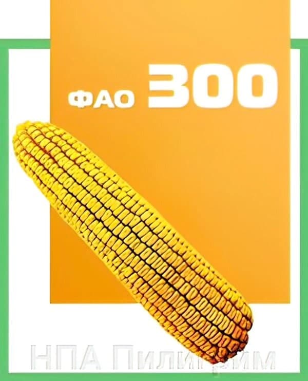 Насіння кукурудзи ДН ДНІПРО. ФАО 300.