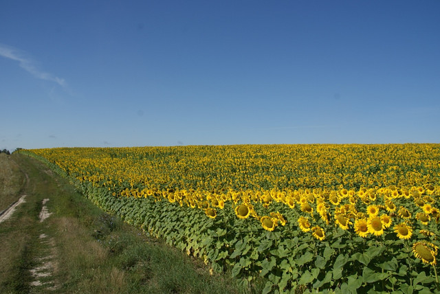 Насіння соняшнику «Командор 777». Стійкий до вовчка 7 + рас.. + відео
