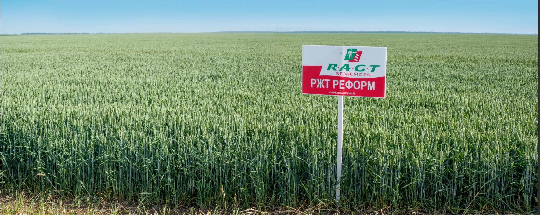 Насіння озимої пшениці «РЖТ Реформ». RAGT