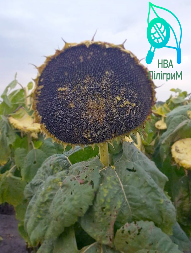 Насіння соняшника «Флорімі». Стійкий до Євролайтингу. Рекордсмен з олійності до 54% + відео.
