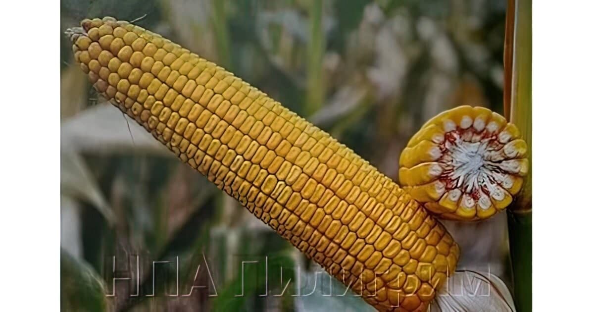 Насіння кукурудзи ДН ЗОРЯНА. ФАО 210.