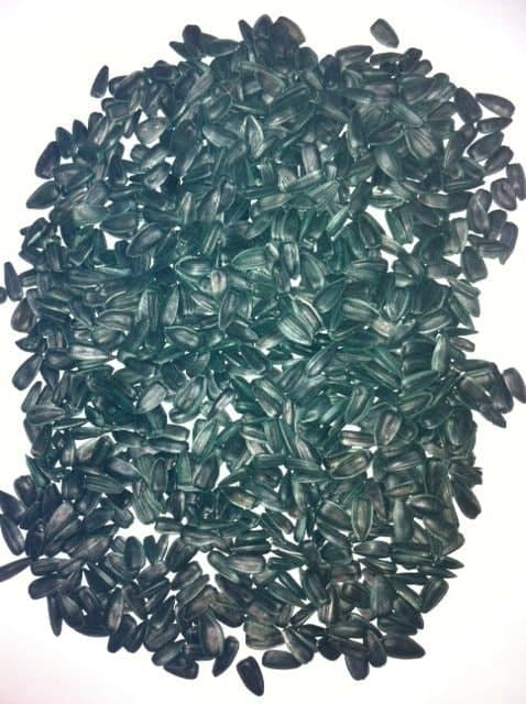 Насіння соняшнику «Тайфун». Сорт супер стійкий до посухи 