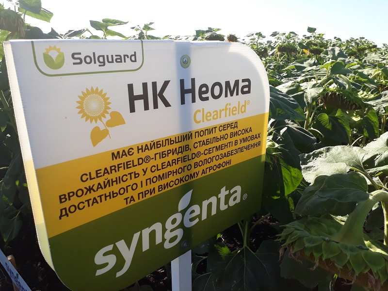 Насіння соняшнику «Неома». Стійкий до Євролайтингу