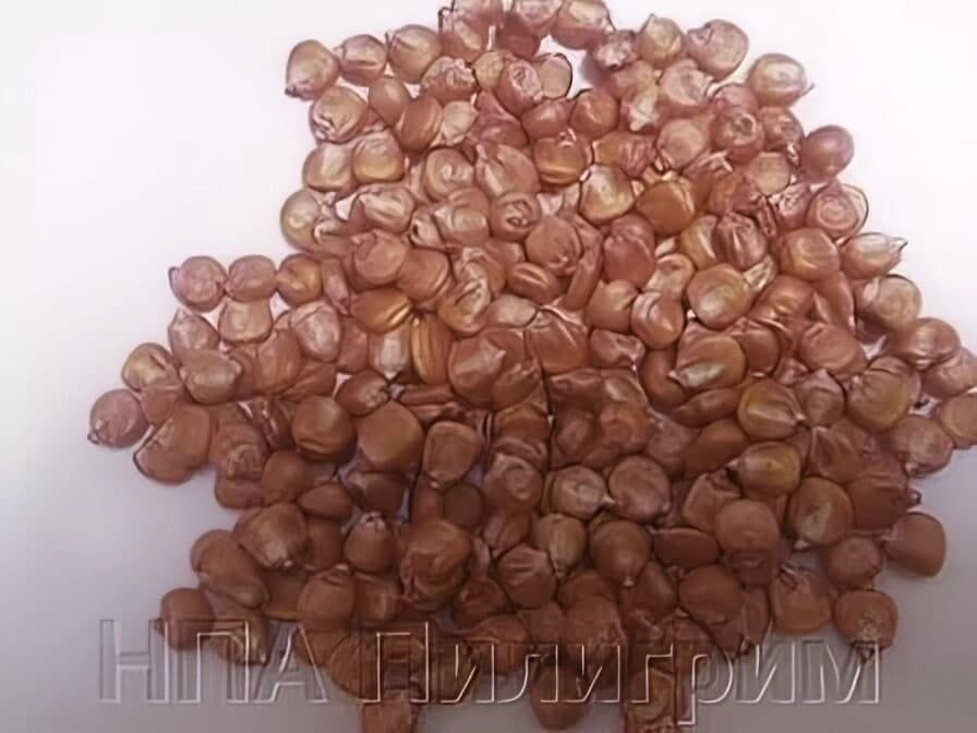 Насіння кукурудзи СОЛОНЯНСЬКИЙ 298 СВ. ФАО 300.
