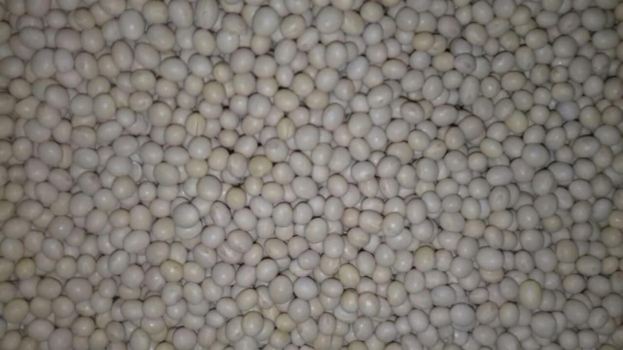 Насіння сої «S0009 M2». Ультраранній  сорт. Стійкий до Раундапу. 1 репродукція. + відео
