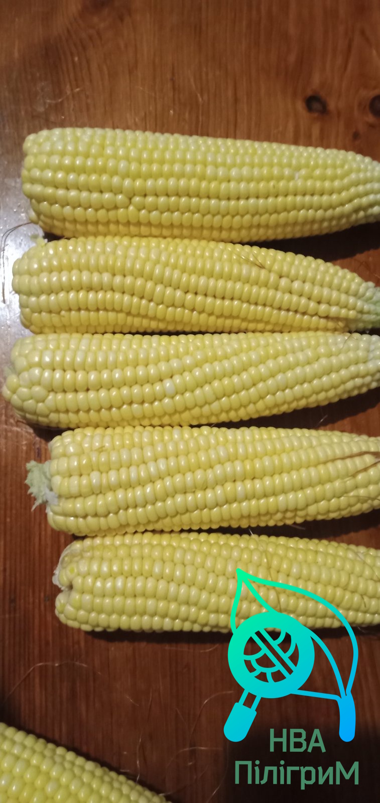 Насіння кукурудзи ДБ ЛАДА. ФАО 190.ТОП ПРОДАЖІВ!!
