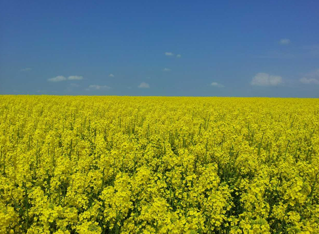 Насіння озимого ріпаку «САКСОН». «VIYERRA SEED». Сортовий. Новинка 2026 р
