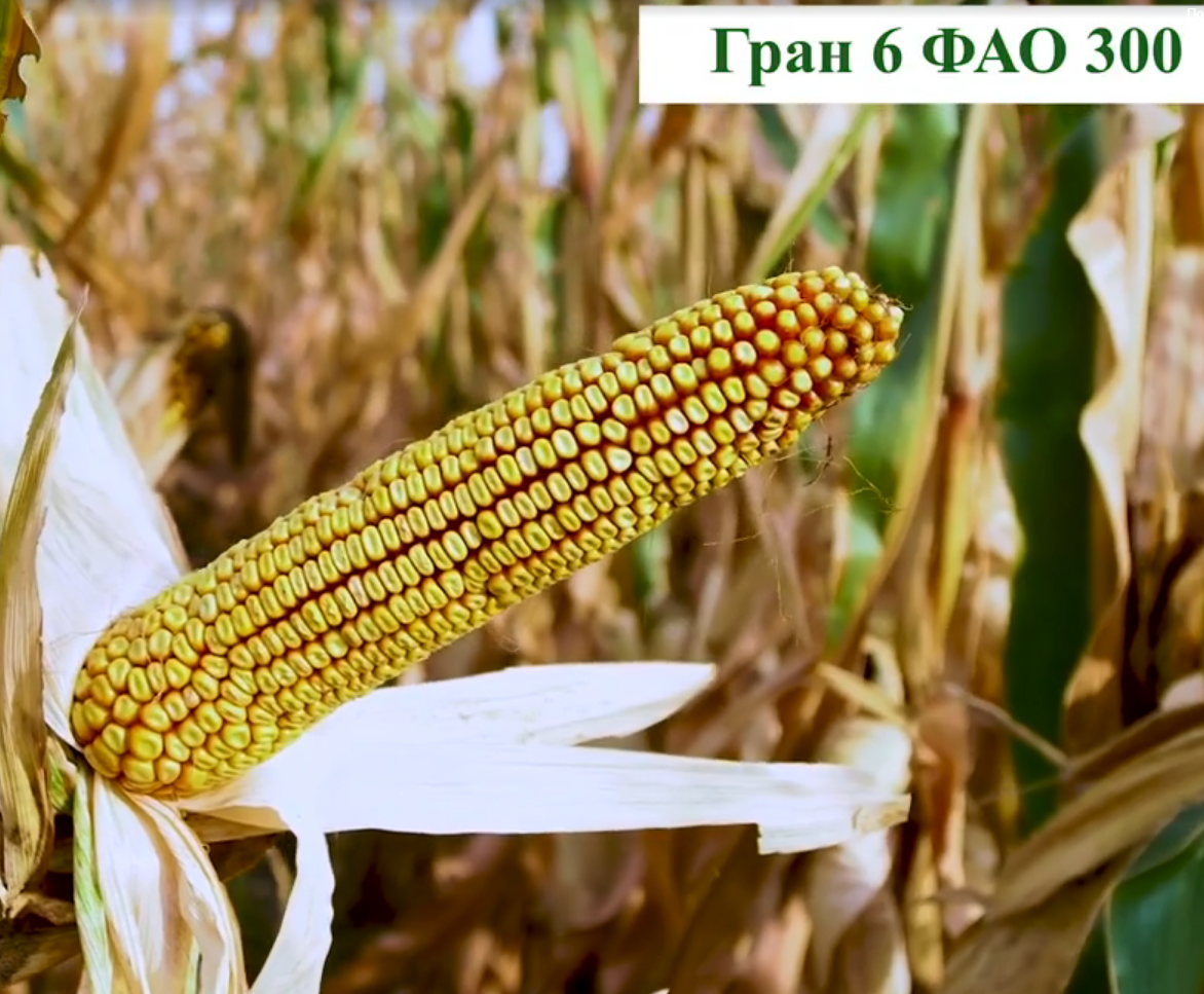 Насіння кукурудзи ГРАН 6.  ФАО 300.