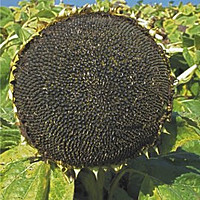 Насіння соняшнику «Гусляр». «Златсон». «Славсон». «Оскіл»