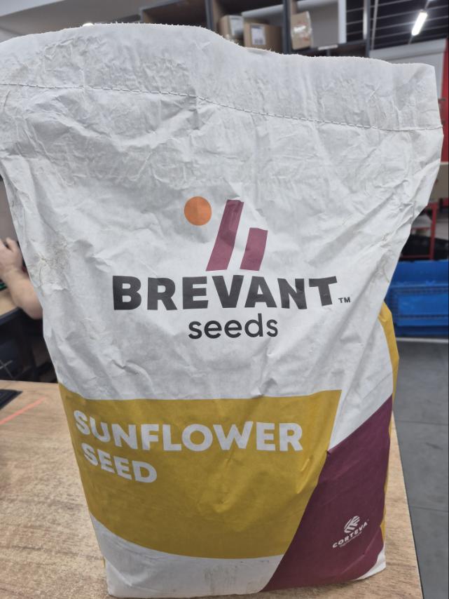 Насіння соняшника «P64LE119». Стійкий до 50 гр гранстар. 7+ Вовчка