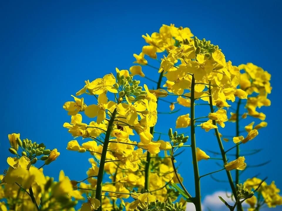 Насіння озимого ріпаку «Шелбі»