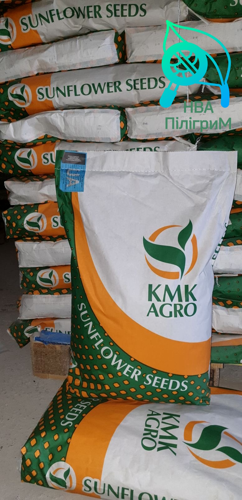 Насіння соняшнику «Аседо». Новинка 2025! Високолеїновий. Стійкий до 50 гр гранстар. 7+ Вовчок