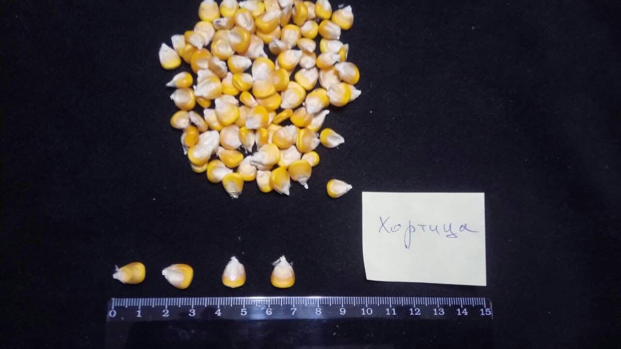 Насіння кукурудзи ДН ХОРТИЦЯ. ФАО 240. Новий простий гібрид 2016р. Покращена Оржиця