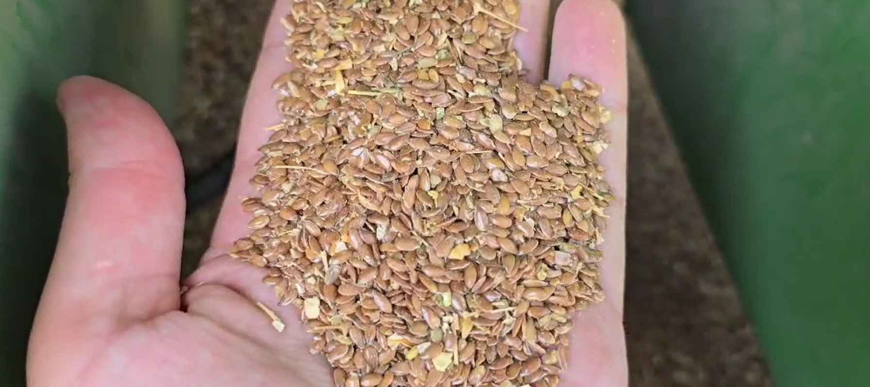 Насіння льону олійного сорт «Надійний». 1 репродукція